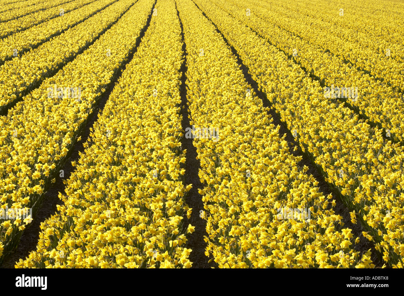 A crop of Spring daffodils in flower in Dutch bulbfields Stock Photo