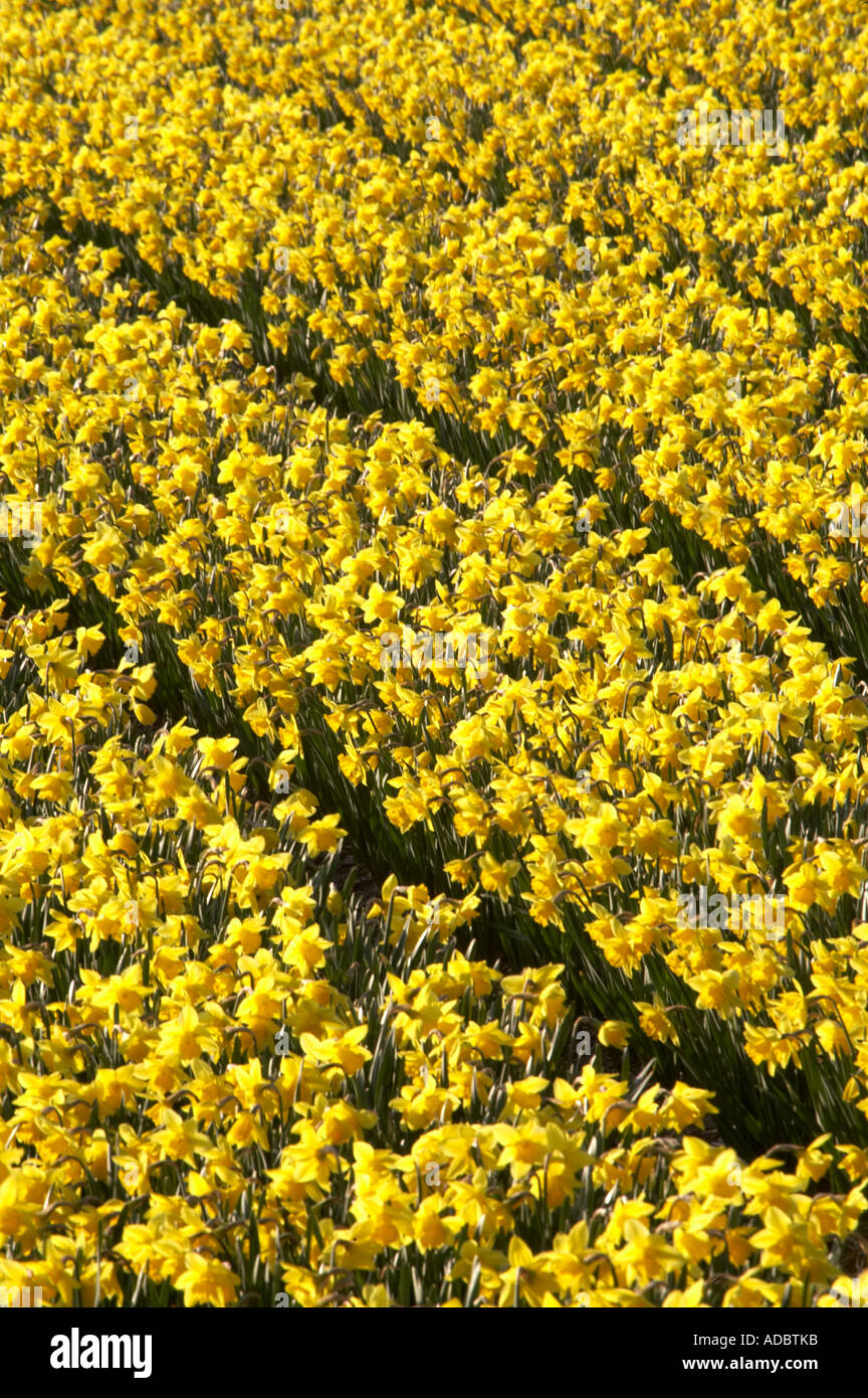A crop of Spring daffodils in flower in Dutch bulbfields Stock Photo