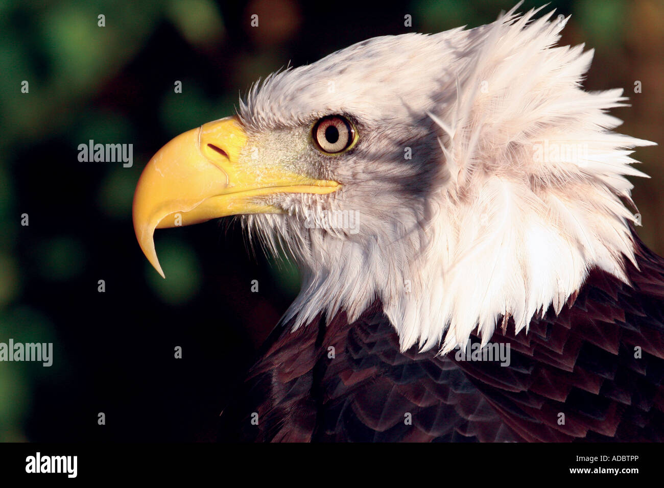 Bald eagle with wind in head feathers Stock Photo