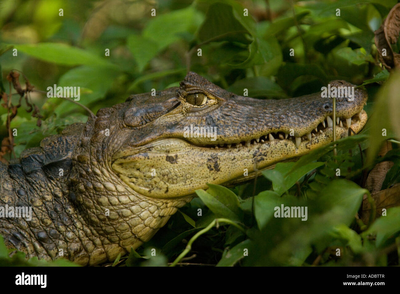 Spectacled caiman Caiman crocodilus Costa Rica Stock Photo