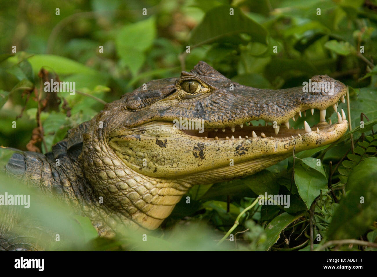 Spectacled caiman (Caiman crocodilus), closeup, Costa Rica Stock Photo