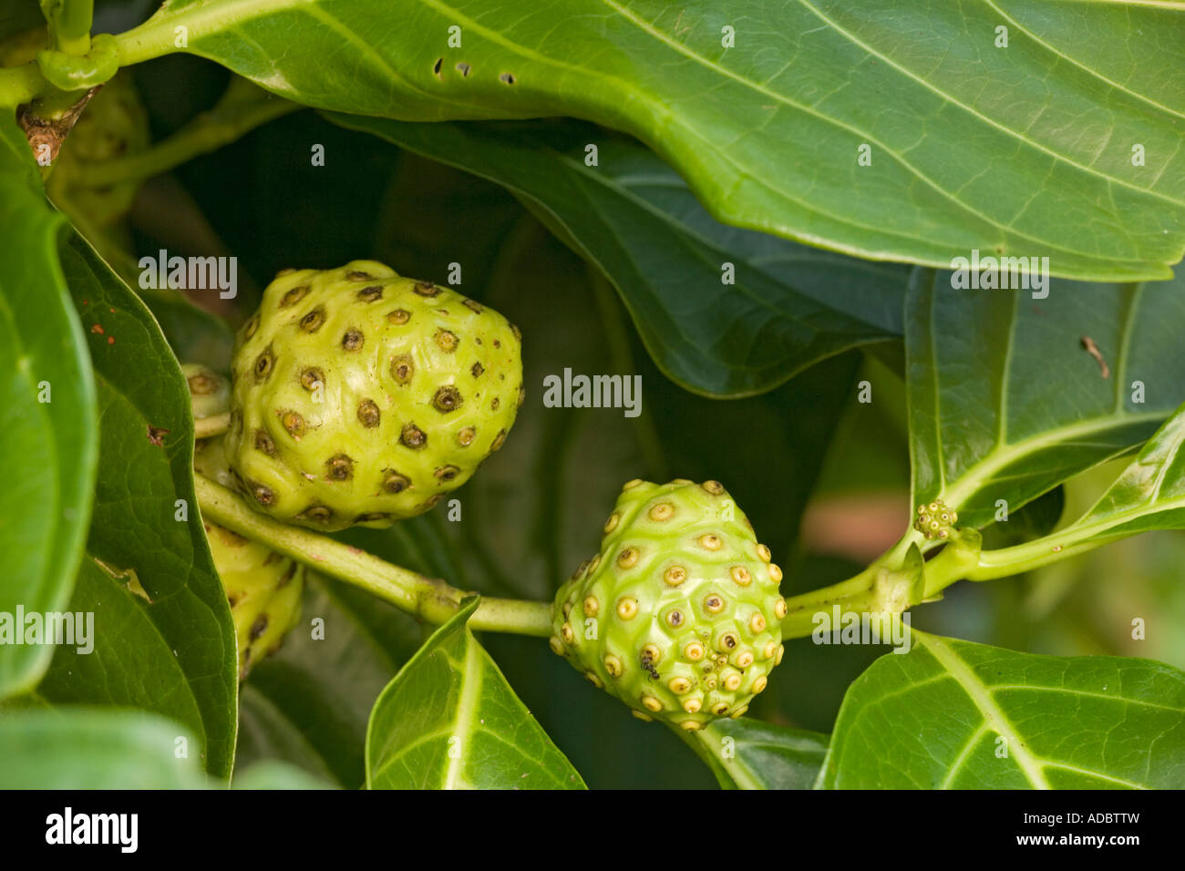 Great morinda (Morinda citrifolia) in fruit, close-up Stock Photo