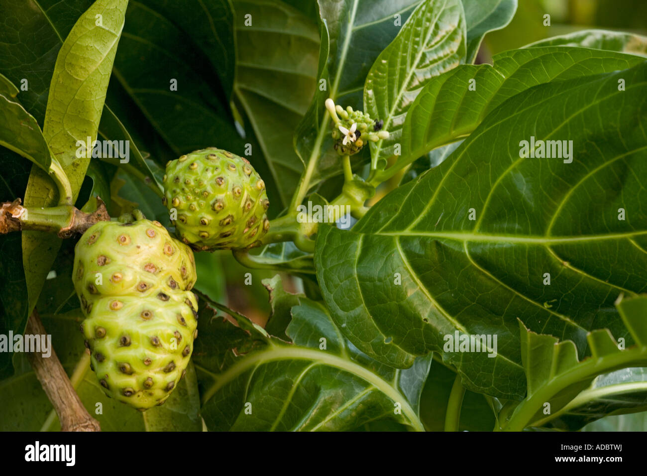 Noni or Indian mulberry Medicinal for many purposes Morinda citrifolia Stock Photo