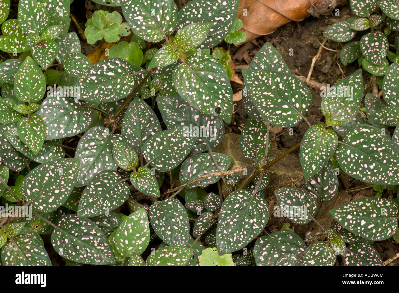 Pink polkadot plant or freckle face Hypoestes phyllostachya Stock Photo