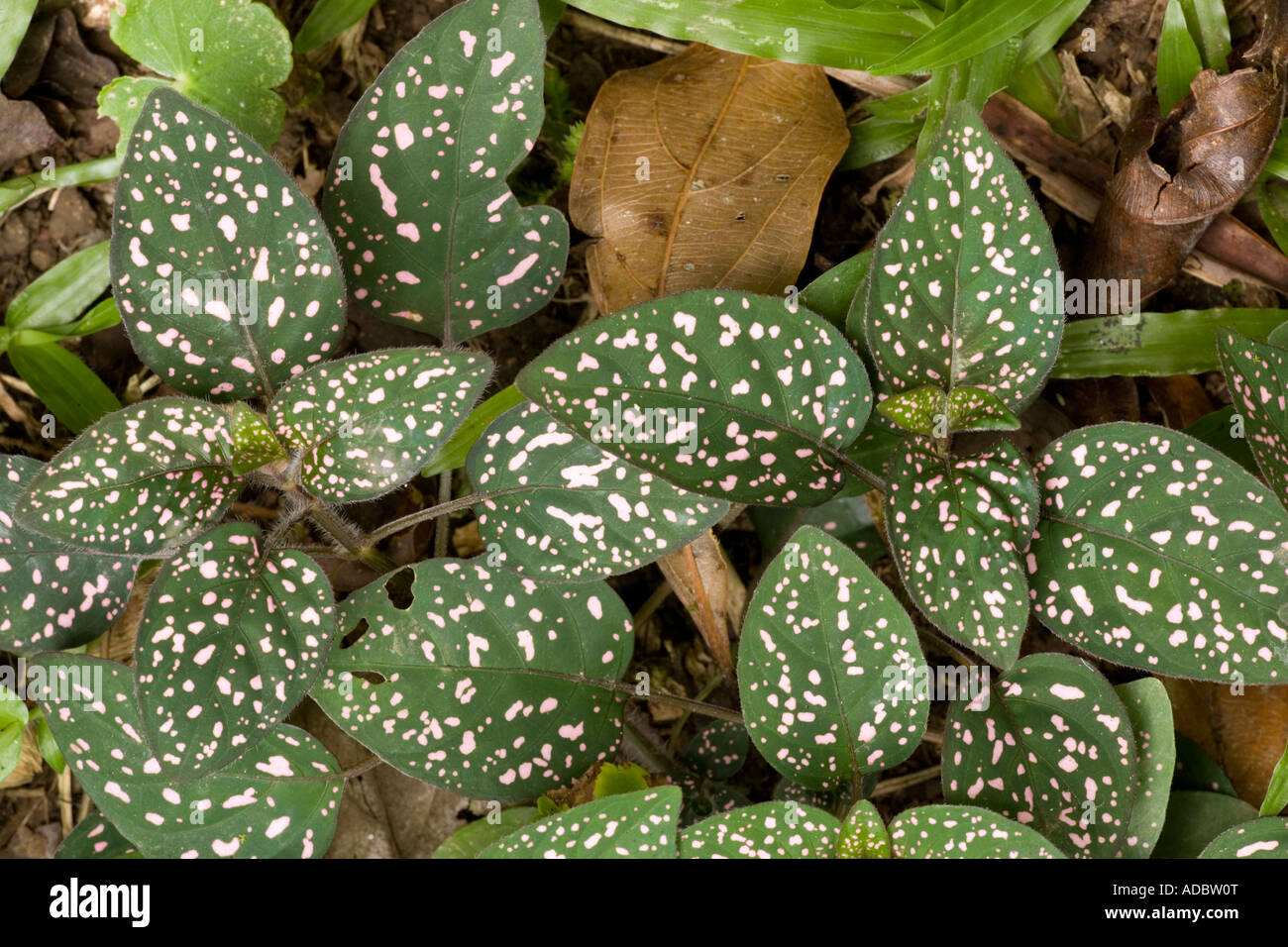 Polka Dot Plant or freckle face (Hypoestes phyllostachya) close-up Stock Photo