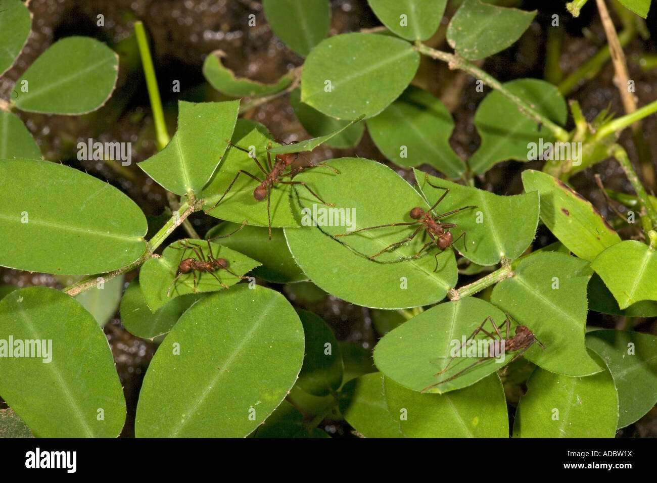Leaf cutter ants, Atta cephalotes Stock Photo