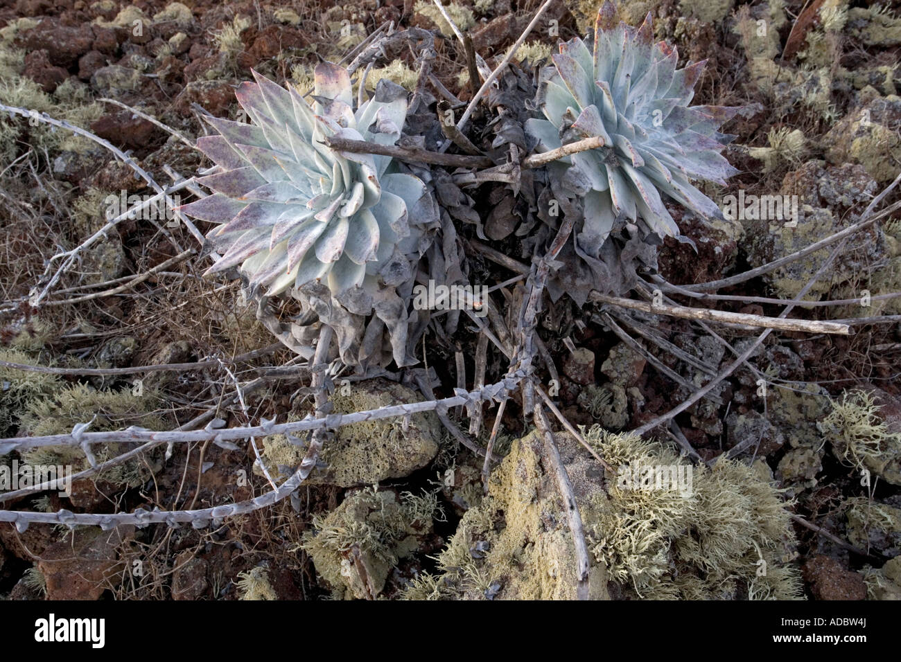 Rosettes of rare endemic succulent on the West coast of Baja California Dudleya brittonii pulverulenta Stock Photo
