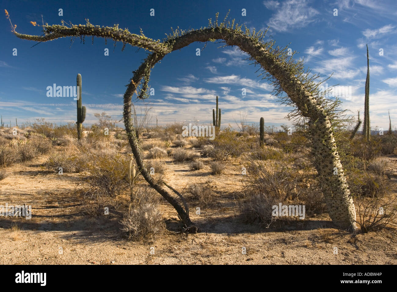 Boojum trees Idria columnaris Cirio in the cactus rich part of the Sonoran  desert on the west side of Baja California, Mexico Stock Photo - Alamy