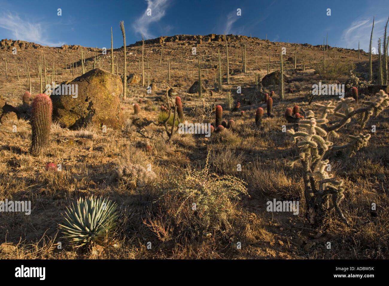 The cactus rich part of the Sonoran desert on the west side of Baja California including red barrel cactus and chollas, Mexico Stock Photo