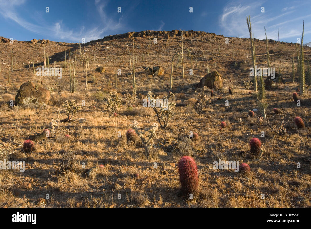 The cactus rich part of the Sonoran desert on the west side of Baja California including red barrel cactus and chollas, Mexico Stock Photo