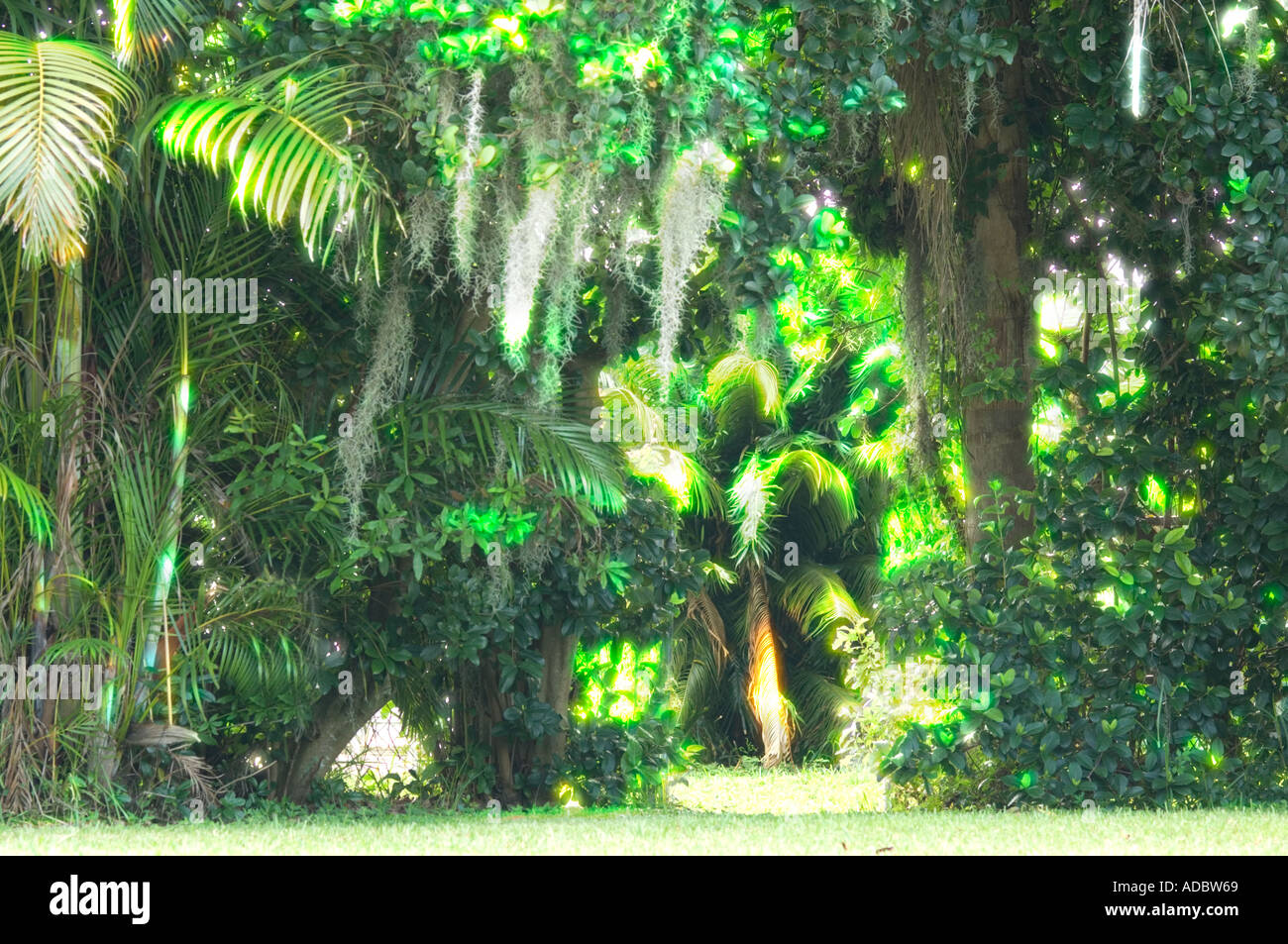 luminous outdoor tropical setting Stock Photo