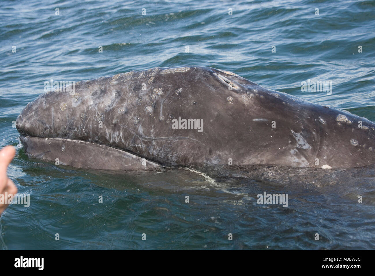 California Grey Whale Gray Whale Eschrichtius Robustus In San Ignacio 