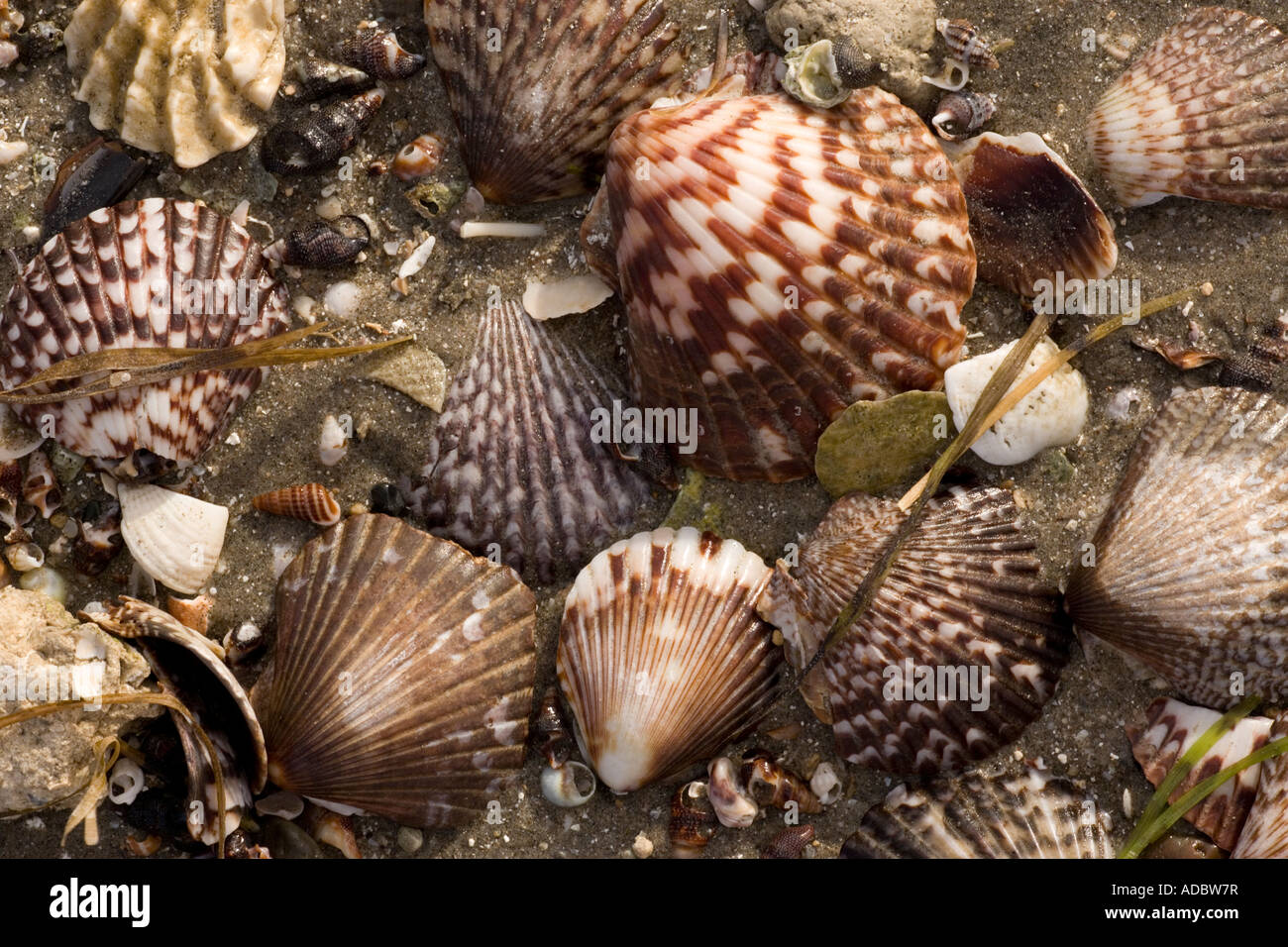 Rich and varied shell fauna on the beaches of San Ignacio lagoon West coast of Baja California Mexico Stock Photo