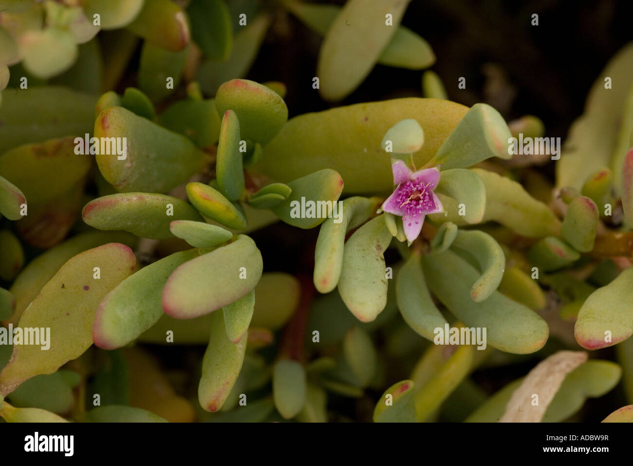 Sea purslane (Sesuvium portulacastrum) in flower, close-up Stock Photo