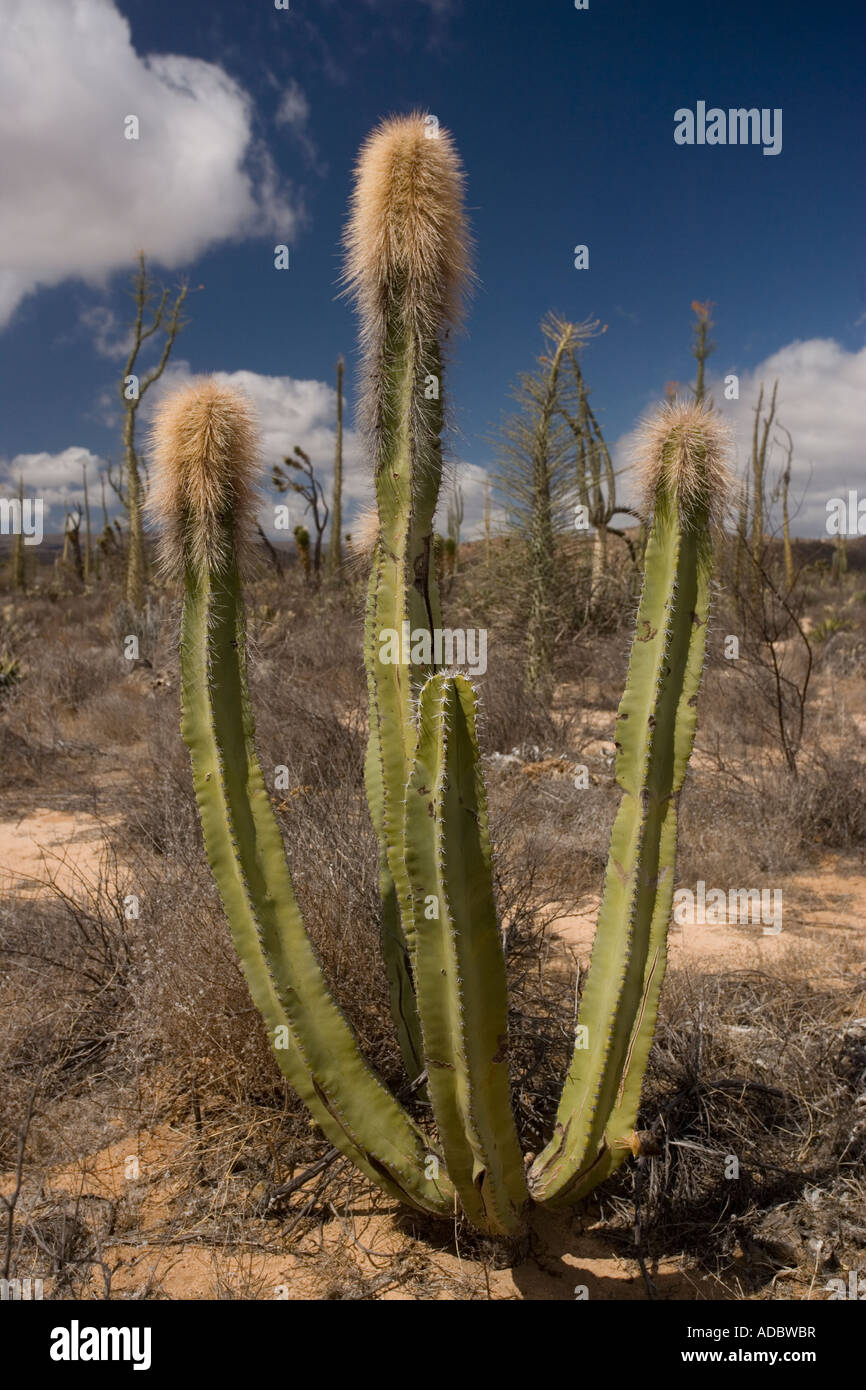Old man cactus or Senita Lophocereus schottii in the cactus rich part of the Sonoran desert on the west side of Baja California Stock Photo
