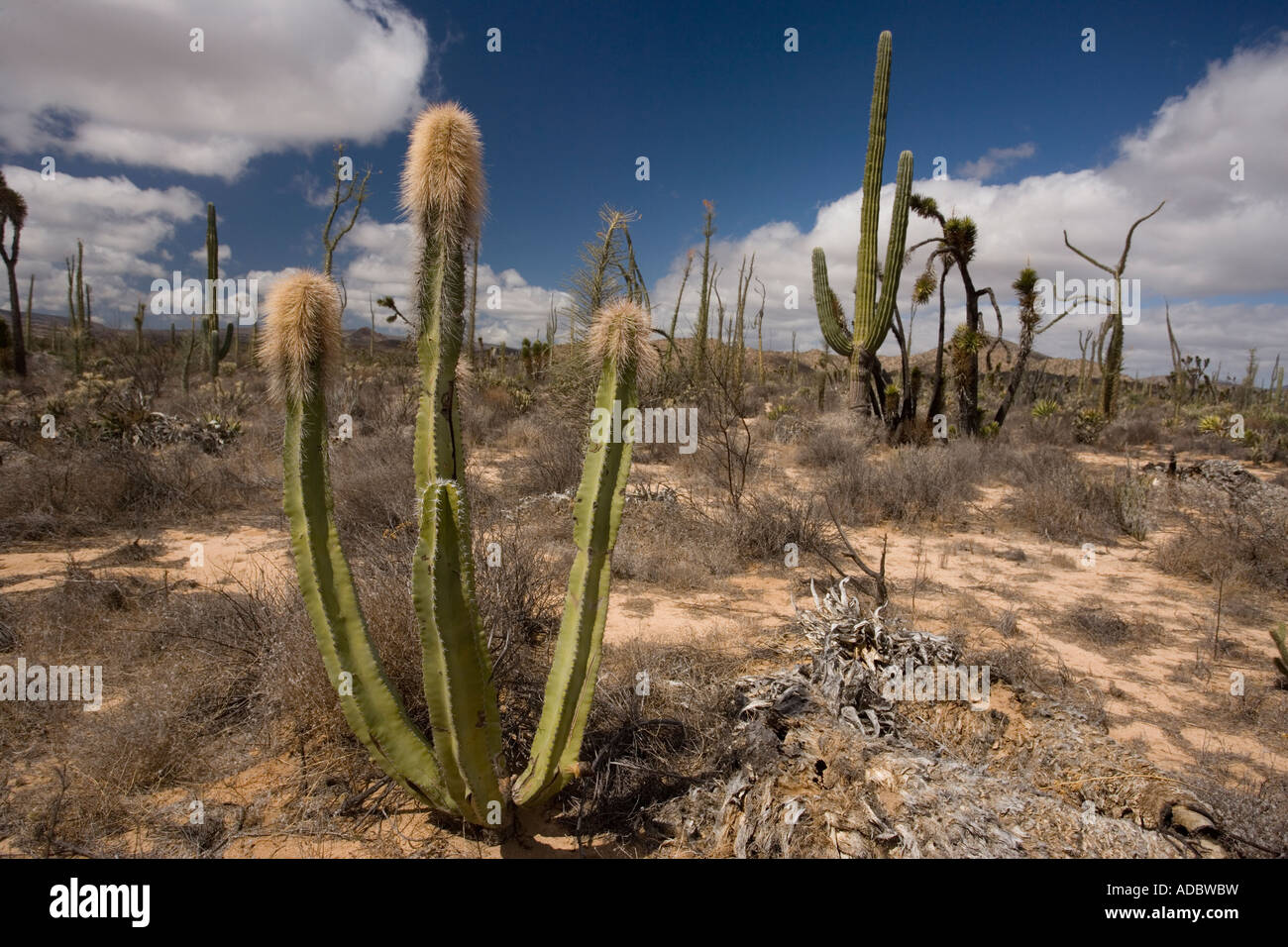 Old man cactus or Senita, Lophocereus schottii, in the cactus rich part of the Sonoran desert on the west side of Baja California Stock Photo