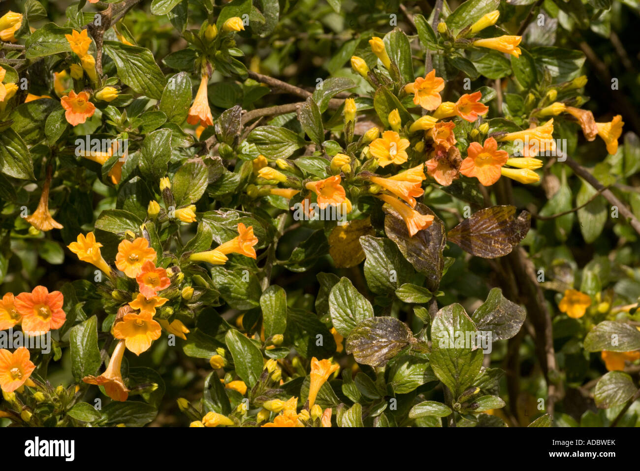 Marmalade bush Streptosolen jamesonii Stock Photo