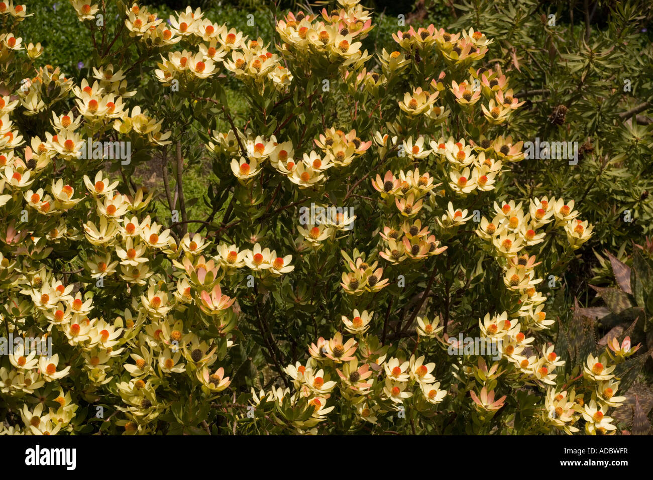 Garden variety of a Leucospermum Leucospermum cloud bank Jenny Stock Photo