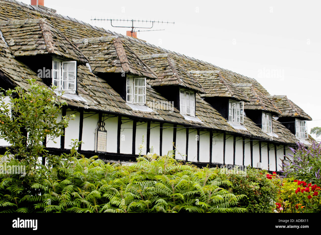 Row of black and white timber framed cottages at Pembridge Herefordshire England UK with dormer windows and stone tile roof Stock Photo