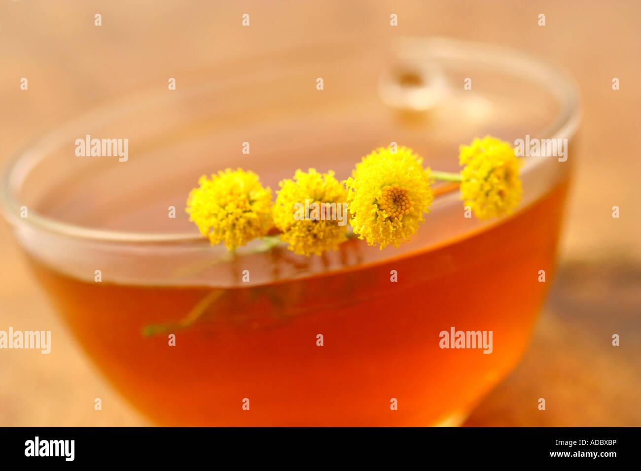 Cotton lavender (Santolina chamaecyparissus) Stock Photo