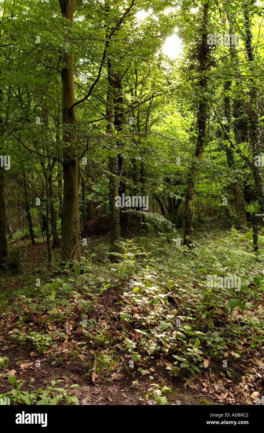 The Wentwood Forest High Resolution Stock Photography and Images Alamy