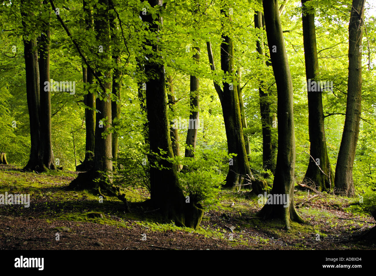 General view of the ancient deciduous beech woodland at Wentwood Forest