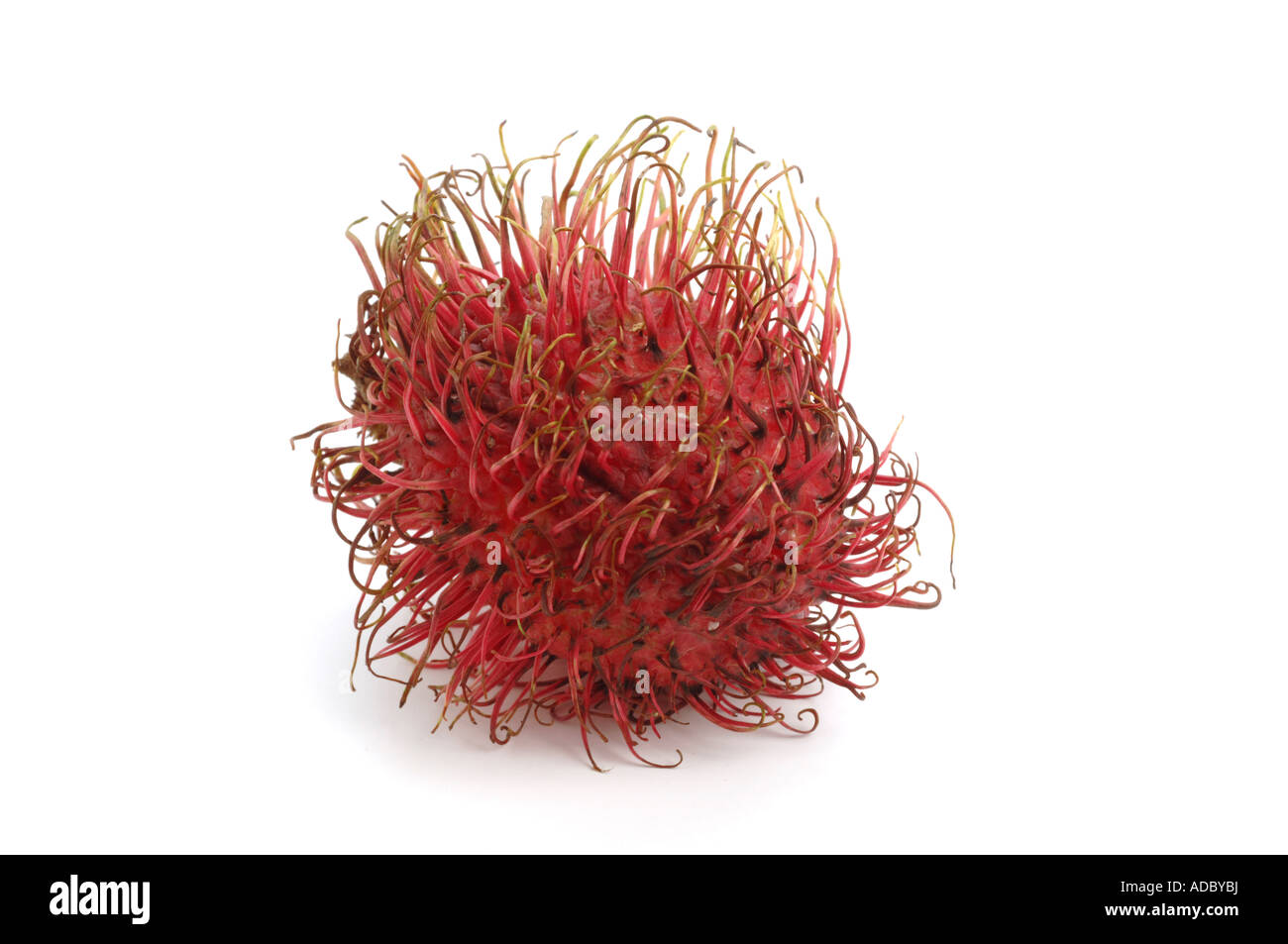 Fresh rambutan fruit Cut Out Stock Images & Pictures - Alamy