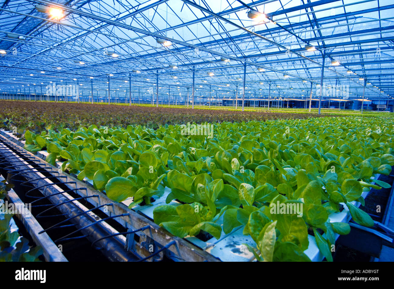 Lettuces growing in a greenhouse hires stock photography and images