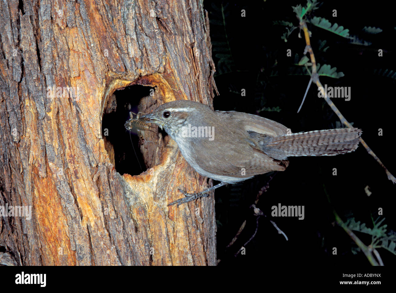 Bewick's Wren Thryomanes bewickii Tucson Arizona United States May Troglodytidae Stock Photo
