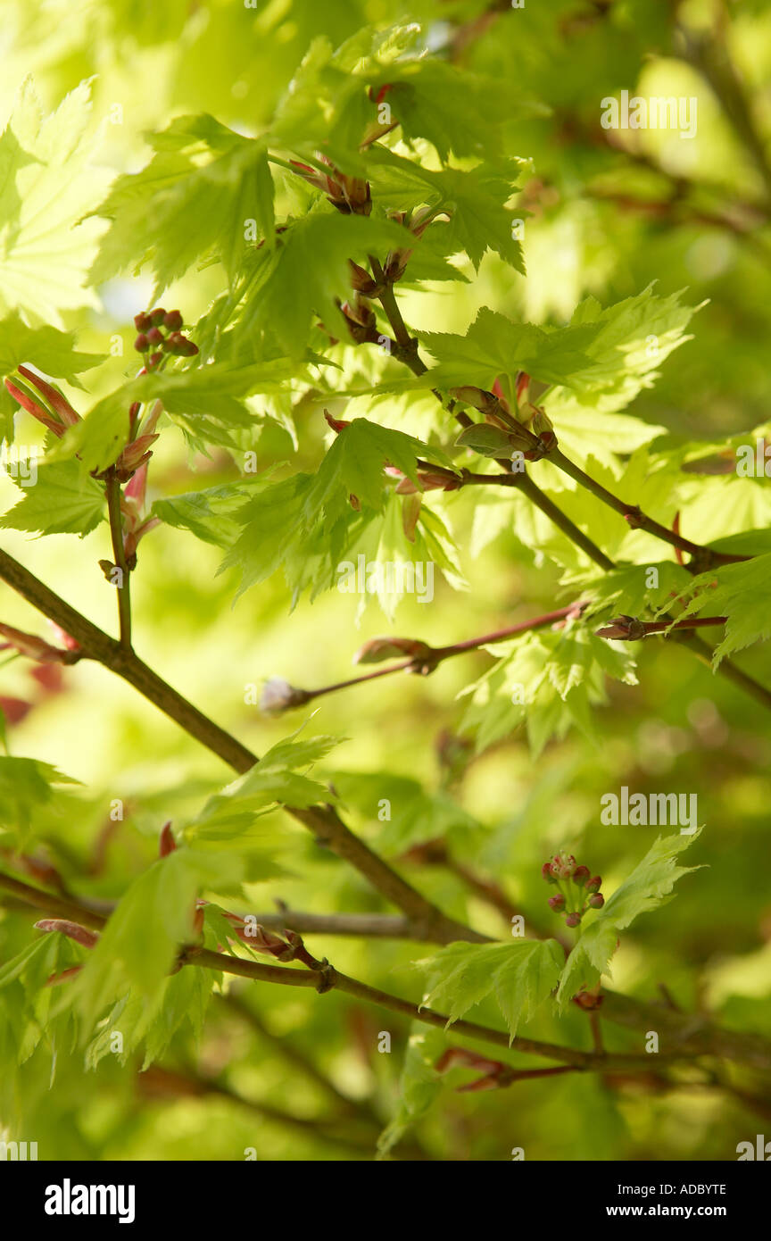 Acer Japonicum Aureum Japanese Golden Acer showing spring leaves Stock Photo