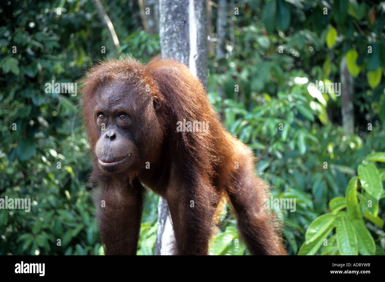 Orang Utan orphan at Sepilok sanctuary, Sabah Stock Photo - Alamy