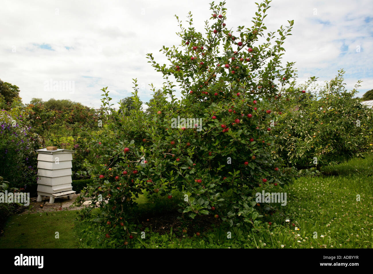 Traditional white wooden beehive in an English apple orchard in summer Stock Photo