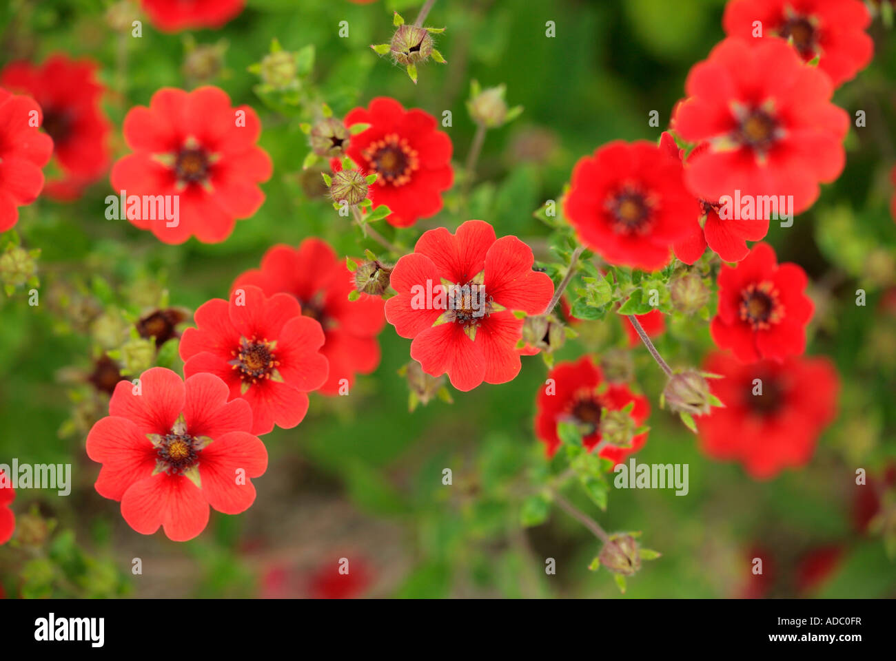 Red cinquefoil flowers in bloom. Potentilla Gibson's Scarlet Stock Photo