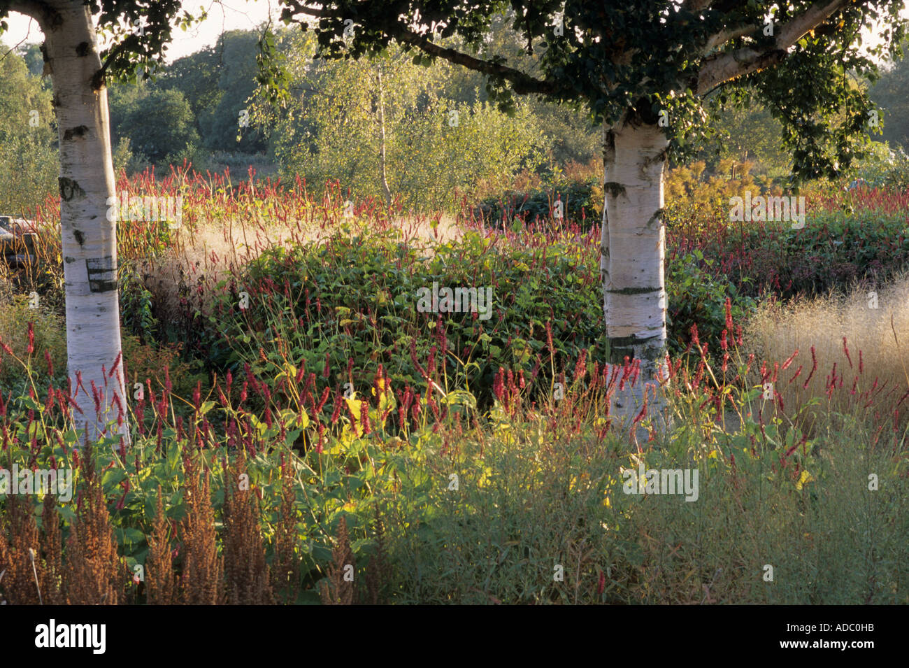 Betula trees, Persicaria, Grasses, Pensthorpe Millenium Garden, Norfolk, designer Piet Oudolf ,Autumn Stock Photo