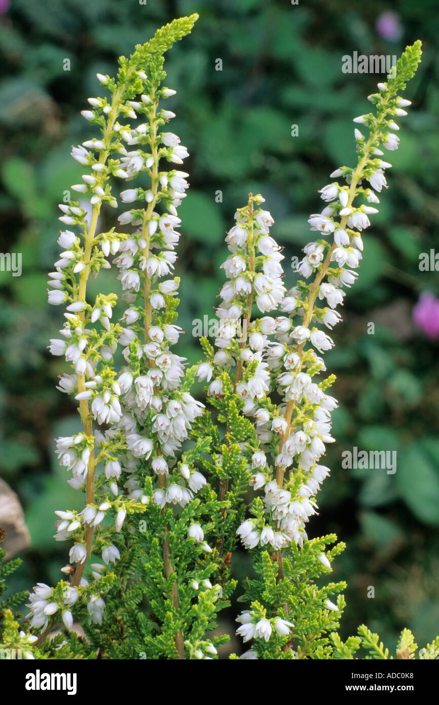 Calluna vulgaris 'Serlei Aurea' Stock Photo