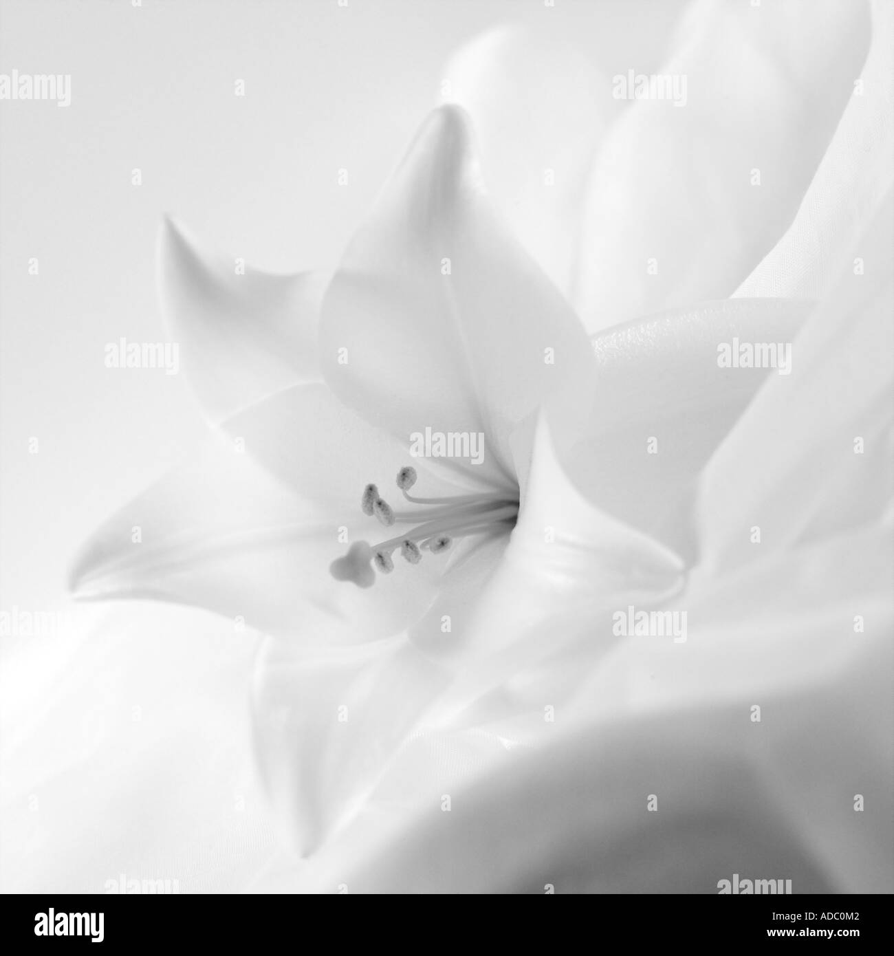 White Lily Flower Lilium longiflorum Stock Photo