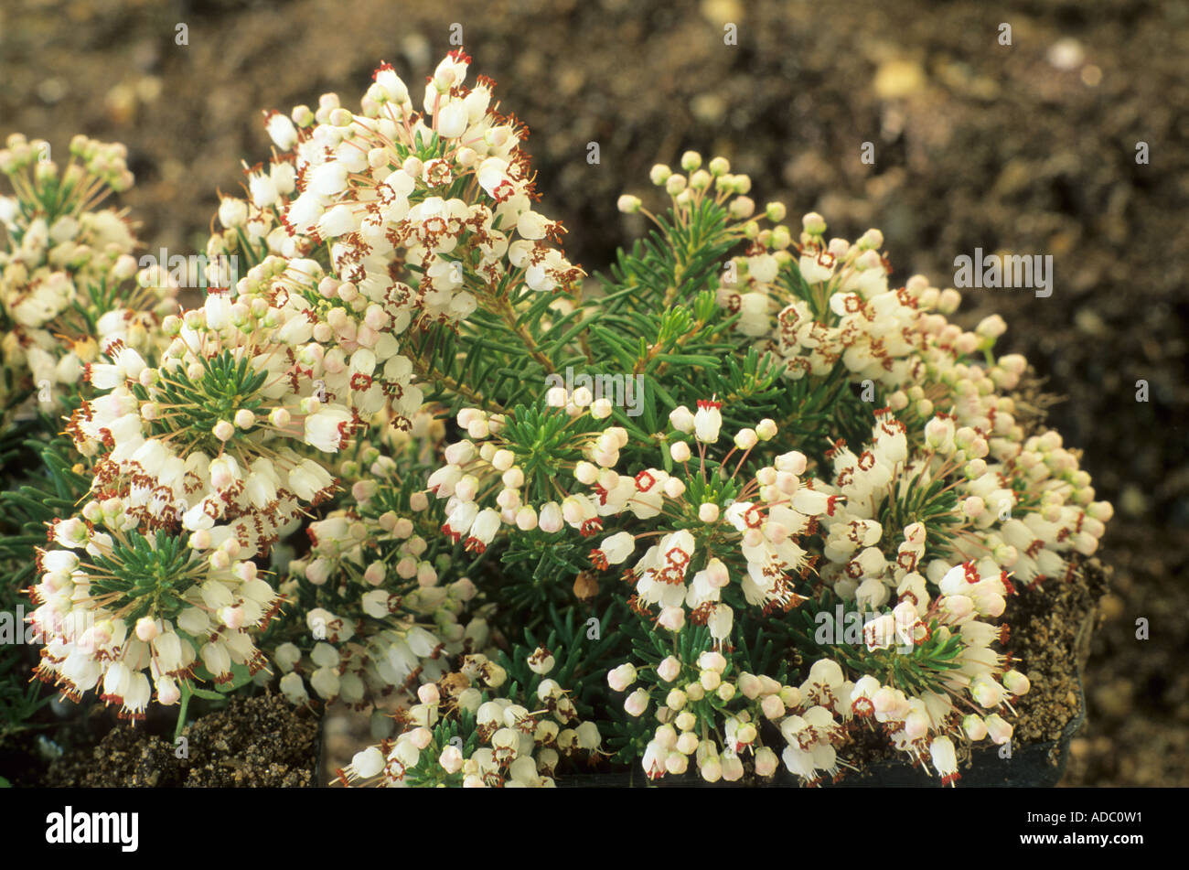 Erica vagans 'Lyonesse' Stock Photo Alamy