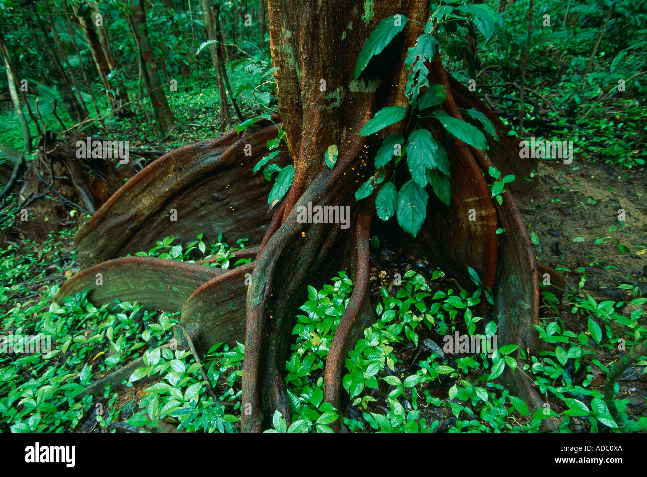 detail of tree roots in tropical rainforest Cape Tribulation Queensland ...