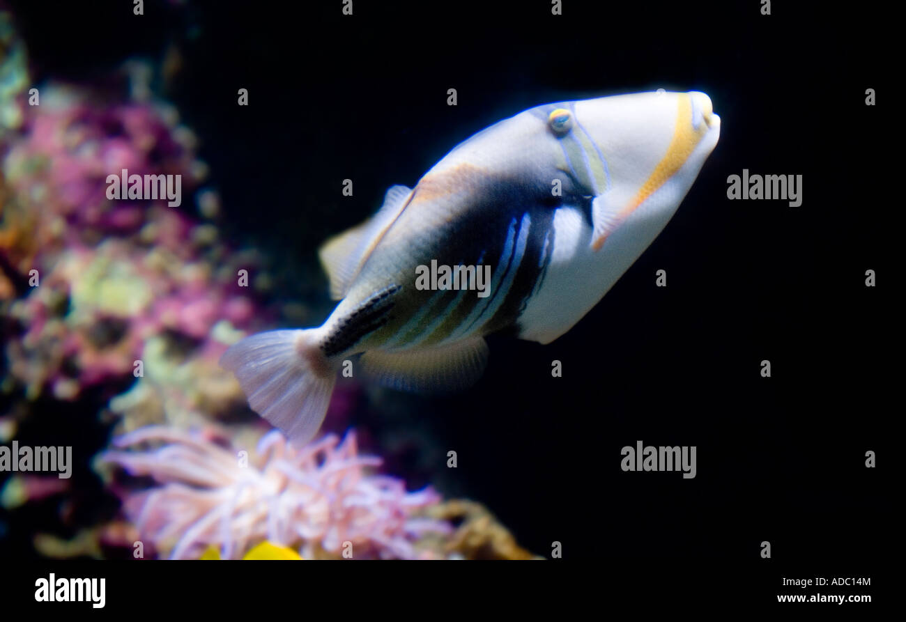Blackbar Triggerfish Rhinecanthus Aculeatus Found in Lagoons throughout ...