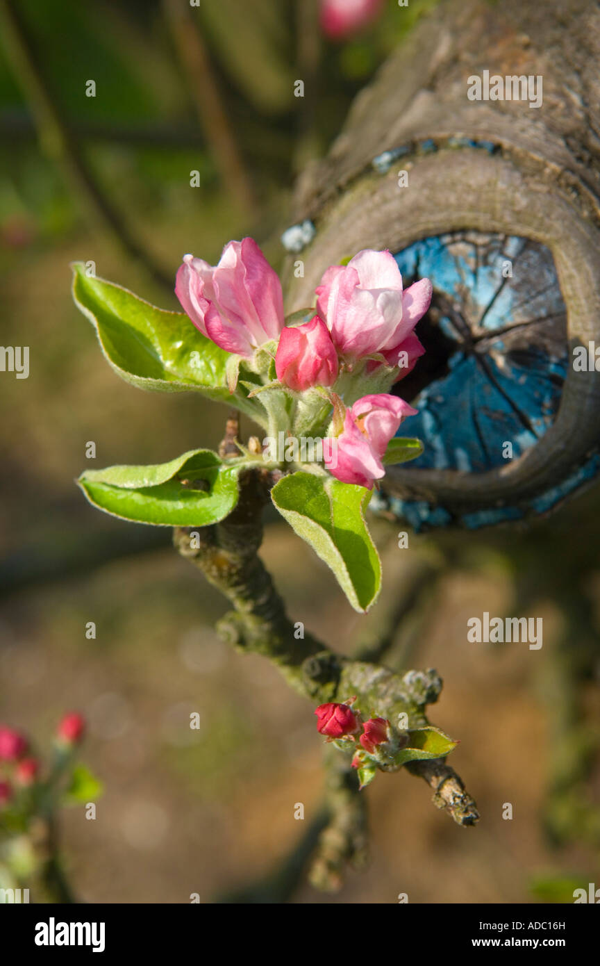 Spring blossom in Almondsbury cider apple orchard Avon England Stock Photo