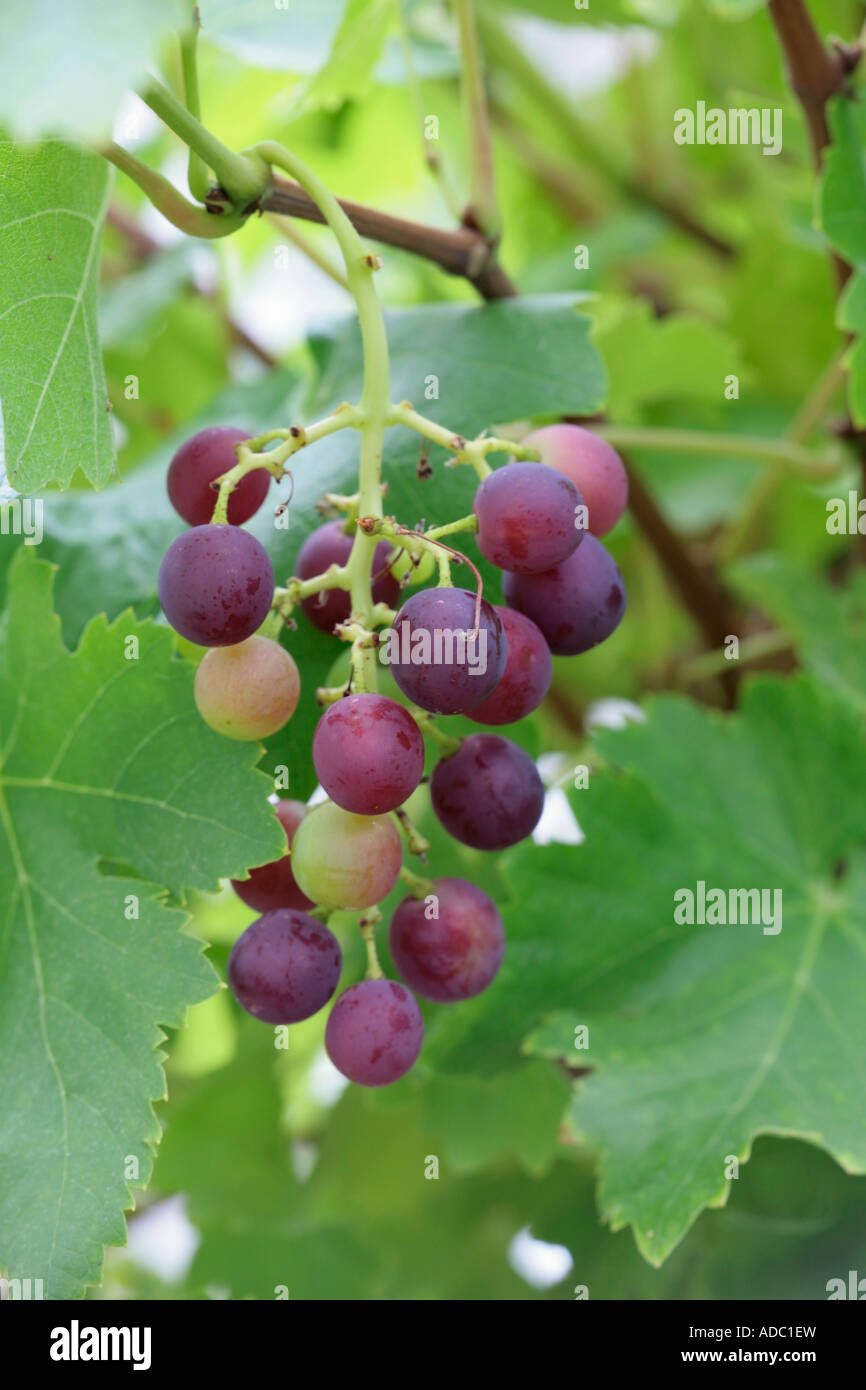 Grape 'Alicante Bouschet' growing in English conservatory Stock Photo