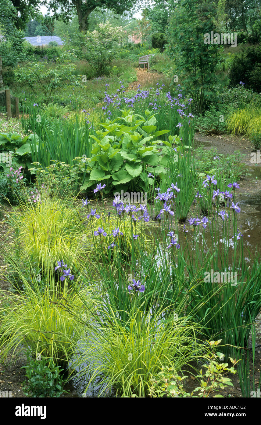 Iris sibirica Papillon bog planting The Wave Garden Pensthorpe Norfolk designer Julie Toll Stock Photo