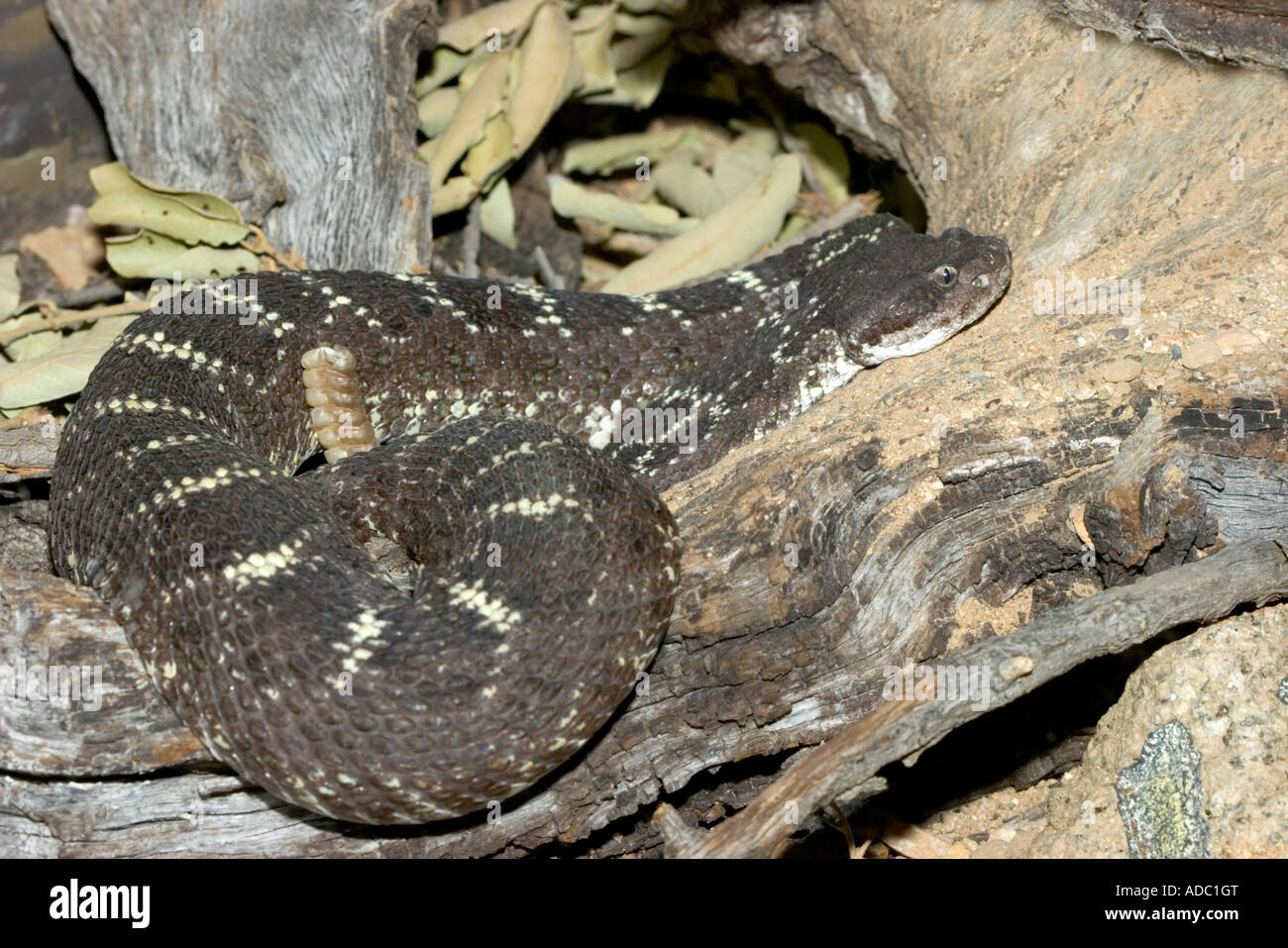 Arizona Black Rattlesnake Crotalus cerberus Crotalus viridis cerberus ...