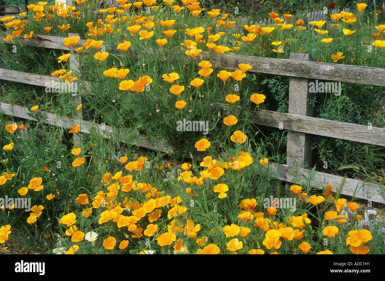 Meconopsis cambrica, Welsh poppy, orange flower, garden fence Stock Photo