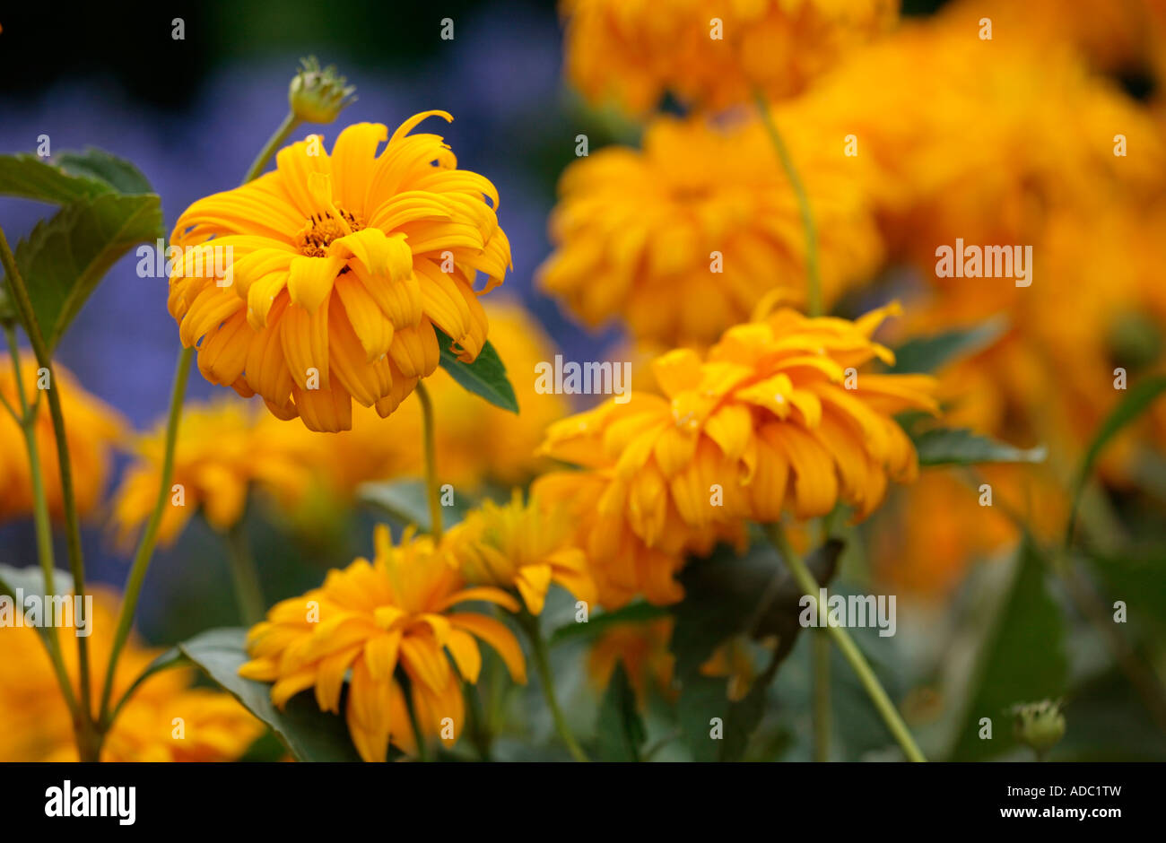 Orange marigolds (Calendula officinalis) against a blackground of blue cornflowers in summer Stock Photo