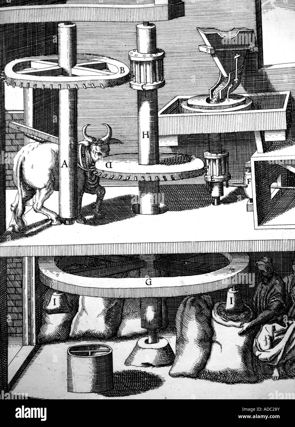Animal Powered Milling Machine 17th Century Engraving Stock Photo Alamy