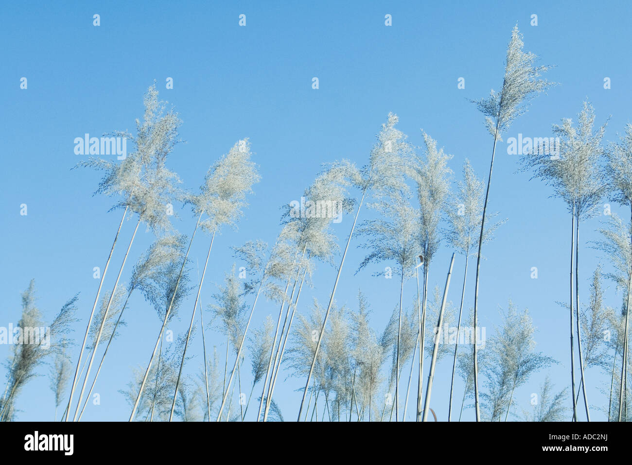 Japanese silver grass, low angle view Stock Photo