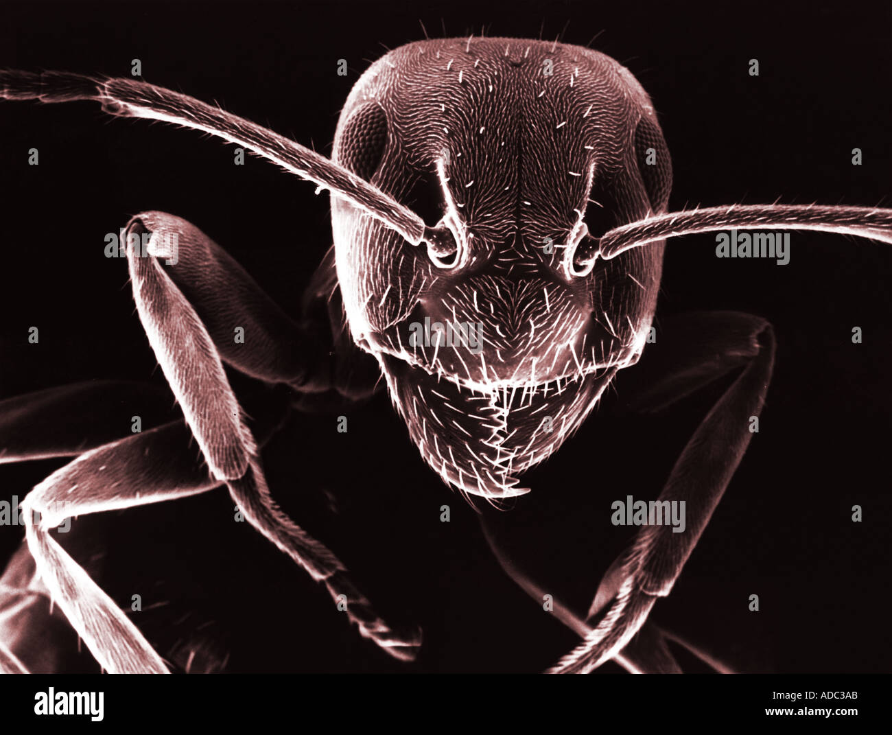 Electron Micrography of Black Ant Stock Photo