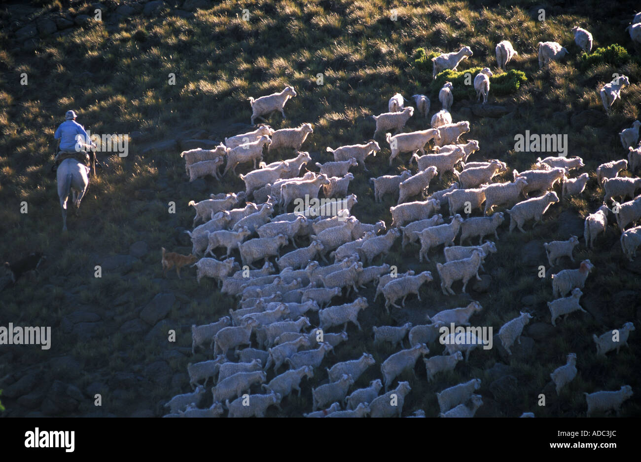 Goat Round Up in Neuquen, Patagonia, Argentina Stock Photo - Alamy