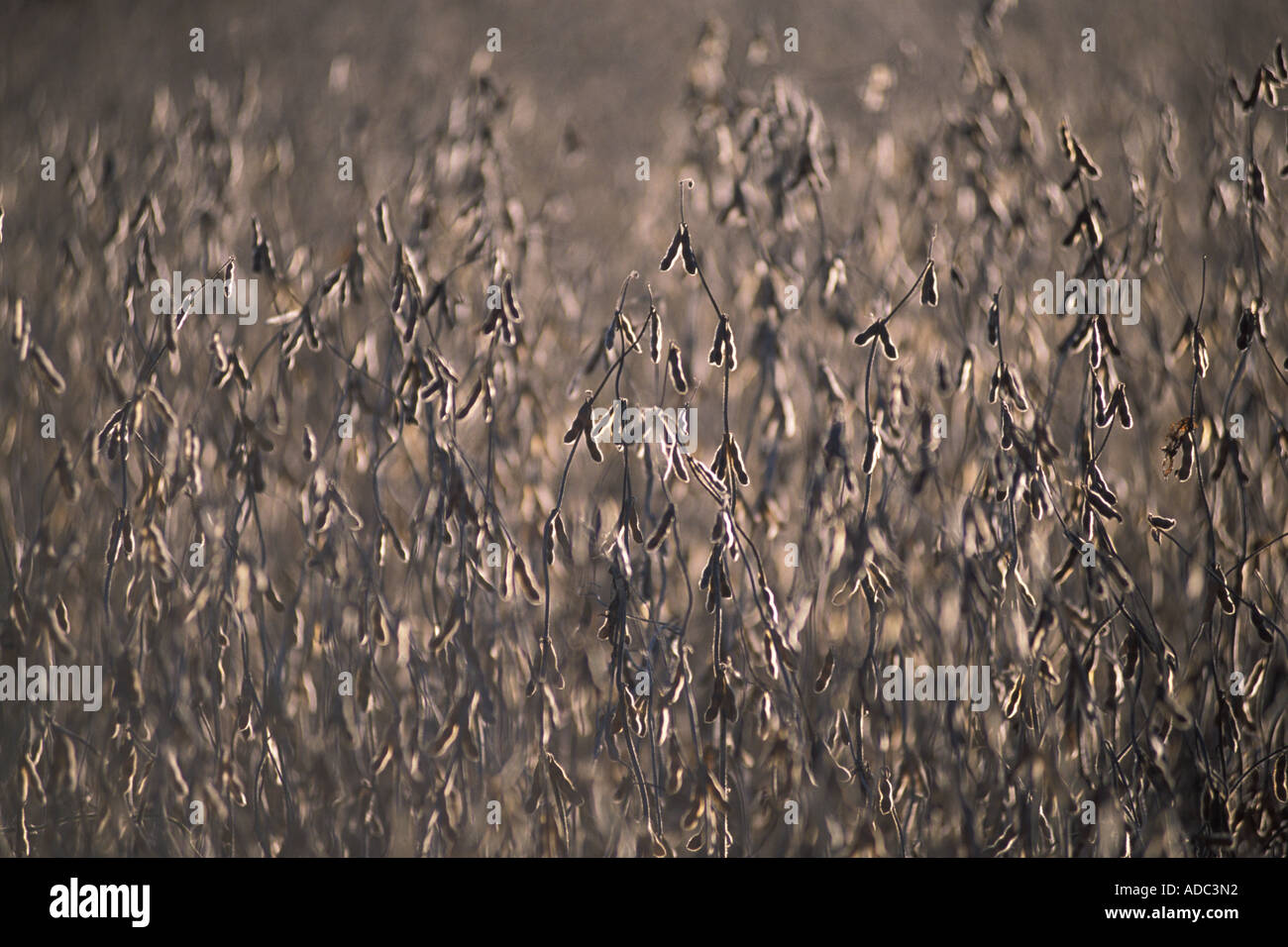Soy Field in Latinamerica Stock Photo